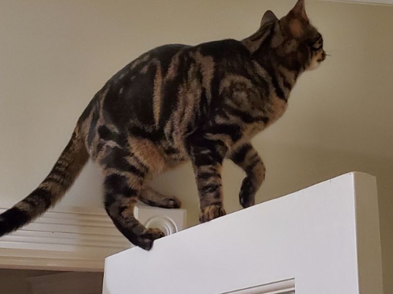 LOST: Ginger Tom near Phoenix Park
