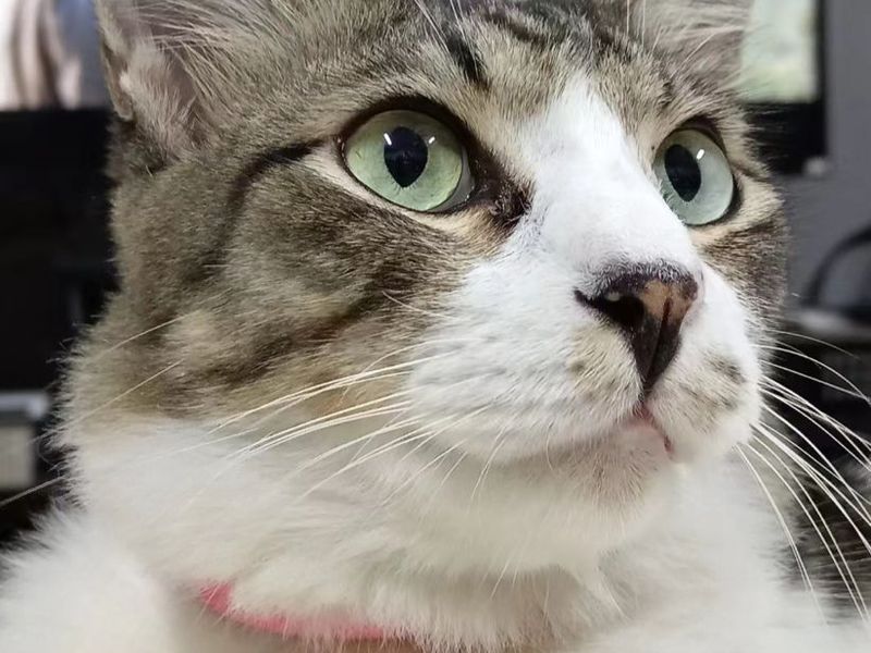 FOUND: Friendly Tortie in Ballincollig