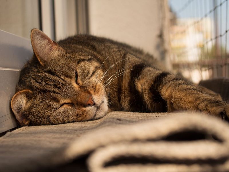 Whiskers & Co. Veterinary Clinic