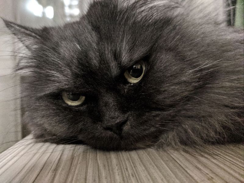 Bringing Home a New Kitten: The First 48 Hours