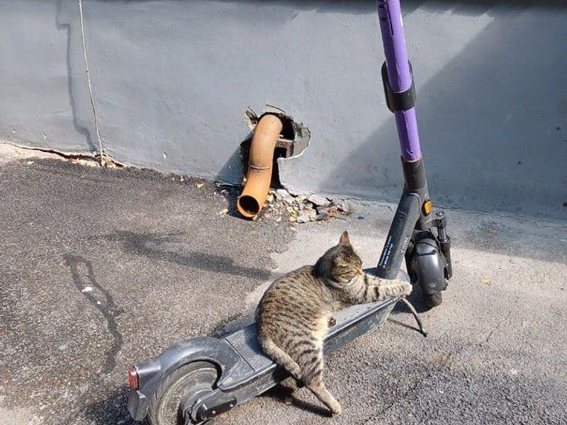 Spotting the Early Signs of a Sick Cat