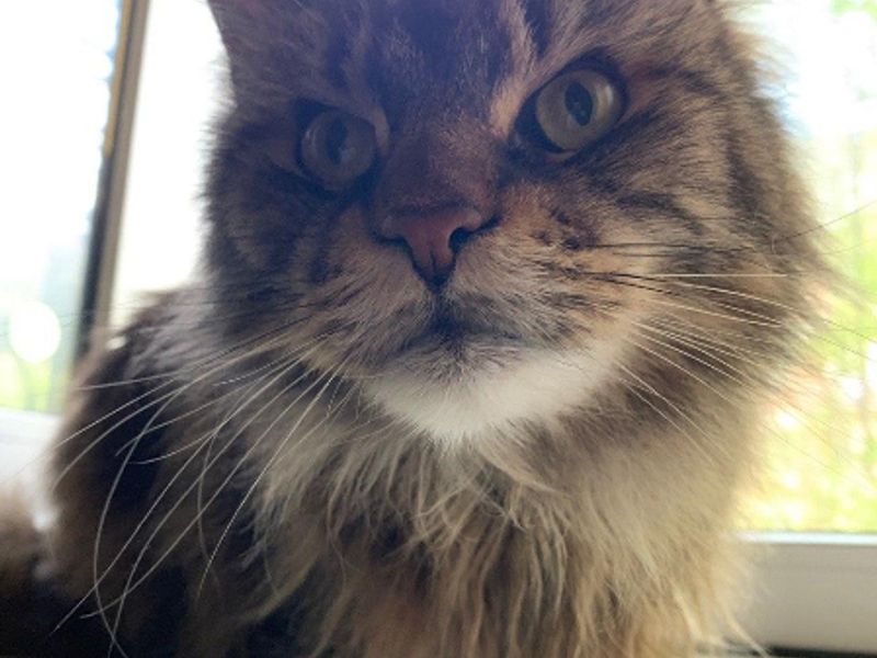 Loving Tabby Looking for a Forever Home